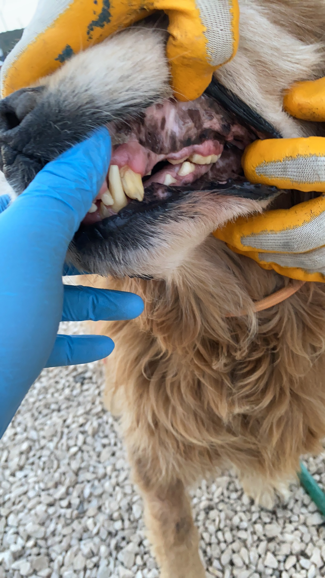 Kebob aka Bob (fka Cedar) 